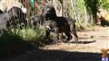 Fila Brasileiro